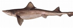 Image result for "mustelus Palumbes". Size: 256 x 100. Source: shark-references.com