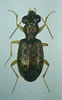 Image result for "pedinosoma Curtume". Size: 62 x 100. Source: www.galerie-insecte.org