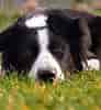 Image result for Bordercollie. Size: 92 x 100. Source: www.youtube.com