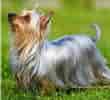 Billedresultat for Silky Terrier. størrelse: 110 x 100. Kilde: puppyfinder.com