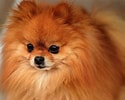 Image result for Pomeranian. Size: 125 x 100. Source: www.fanpop.com