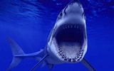 Afbeeldingsresultaten voor Shark Round Head. Grootte: 160 x 100. Bron: getwallpapers.com