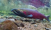 Image result for ocean Salmon. Size: 170 x 100. Source: dailytimewaster.blogspot.com