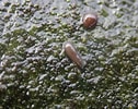 Image result for "procerodes Littoralis". Size: 126 x 100. Source: www.inaturalist.org