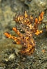 Image result for Dendronotidae. Size: 68 x 100. Source: www.starfish.ch