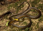 Image result for Dendrelaphis punctulatus Feiten. Size: 140 x 100. Source: www.flickr.com