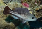 Image result for Scarus vetula Gedrag. Size: 141 x 100. Source: reeflifesurvey.com