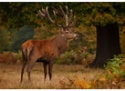 Image result for Red Deer Male. Size: 137 x 100. Source: www.pinterest.es