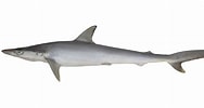 Afbeeldingsresultaten voor "rhizoprionodon Oligolinx". Grootte: 188 x 100. Bron: fishider.org