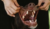 Résultat d’image pour dents du chien. Taille: 168 x 100. Source: blog.dogfydiet.com