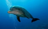 Afbeeldingsresultaten voor Dolphin Types. Grootte: 164 x 100. Bron: www.americanoceans.org