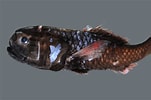 Image result for "bathylagus Euryops". Size: 151 x 100. Source: opticsoflife.org