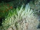 Image result for Polymastia mamillaris. Size: 133 x 100. Source: souslesmers.free.fr