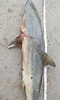 Image result for "carcharhinus Macloti". Size: 60 x 100. Source: www.gbif.org