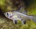 Image result for "alepocephalus Agassizii". Size: 123 x 100. Source: fishesofaustralia.net.au