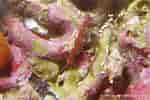 Image result for "caprella Acanthifera". Size: 150 x 100. Source: european-marine-life.org