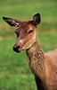 Image result for Red deer Female. Size: 64 x 100. Source: pixels.com