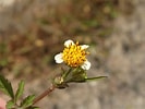 Image result for "archiconchoecia Pilosa". Size: 133 x 100. Source: www.calflora.org