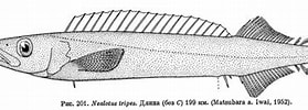 Afbeeldingsresultaten voor "nealotus Tripes". Grootte: 279 x 91. Bron: fishbiosystem.ru