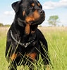Bilderesultat for Rottweiler. Størrelse: 95 x 100. Kilde: www.superiorwallpapers.com