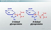Image result for Structure of Glycoprotein. Size: 172 x 100. Source: study.com