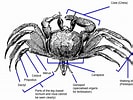 Image result for Ocypode ceratophthalmus Anatomie. Size: 133 x 100. Source: singapore.biodiversity.online
