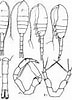 Afbeeldingsresultaten voor "metridia Longa". Grootte: 72 x 100. Bron: copepodes.obs-banyuls.fr