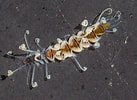 Image result for Syllidae Stam. Size: 137 x 100. Source: baynature.org