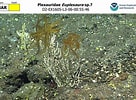 Image result for Euplexaura. Size: 136 x 100. Source: www.ncei.noaa.gov