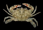 Image result for "charybdis Orientalis". Size: 141 x 100. Source: www.crabdatabase.info