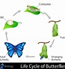 Risultato immagine per Butterfly Life Cycle. Dimensioni: 94 x 100. Fonte: kidspressmagazine.com