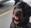 Image result for Rottweiler. Size: 111 x 100. Source: animalia-life.club