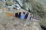 Image result for Painted Comber Habitat. Size: 149 x 100. Source: www.whatsthatfish.com