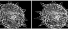 Image result for "hexalaspis Heliodiscus". Size: 230 x 100. Source: www.photomacrography.net