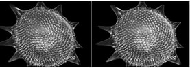 Afbeeldingsresultaten voor "hexalaspis Heliodiscus". Grootte: 277 x 100. Bron: www.photomacrography.net