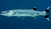 Image result for types of Barracuda. Size: 175 x 100. Source: www.louisianasportsman.com