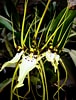 Image result for "parundella Caudata". Size: 76 x 100. Source: www.orchidroots.com
