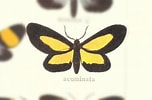 Afbeeldingsresultaten voor "cruella Fusifera". Grootte: 152 x 100. Bron: www.naturalista.mx