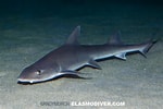 Image result for "mustelus Californicus". Size: 150 x 100. Source: www.elasmodiver.com
