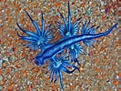 Image result for "Glaucus Atlanticus". Size: 133 x 100. Source: www.redbubble.com