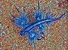 Image result for "Glaucus Atlanticus". Size: 136 x 100. Source: www.redbubble.com