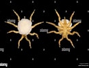 Image result for "pycnogonum Littorale". Size: 130 x 100. Source: www.alamy.com