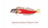 Image result for "lipophrys Nigriceps". Size: 170 x 100. Source: antropocene.it