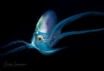 Afbeeldingsresultaten voor "tremoctopus Violaceus". Grootte: 147 x 100. Bron: lindaiphotography.com