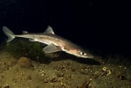 Image result for "squalus Acanthias". Size: 148 x 100. Source: www.pinterest.com