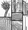 Image result for Hydroides elegans Habitat. Size: 95 x 100. Source: treatment.plazi.org