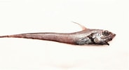 Image result for "coryphaenoides Guentheri". Size: 184 x 100. Source: www.descna.com