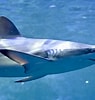Image result for "carcharhinus Macloti". Size: 95 x 100. Source: www.zoochat.com