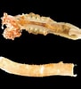Image result for Sepiolidae. Size: 91 x 100. Source: singapore.biodiversity.online