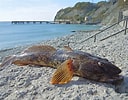 Image result for "mesogobius Batrachocephalus". Size: 128 x 100. Source: www.fischlexikon.eu